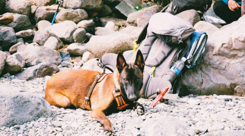 Die Vorteile und Auswahl von Hundegeschirren