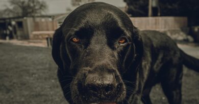 Vorteile und Inhaltsstoffe von natürlichem Hundefutter